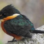 2-20200728Martin_Pescador_Enana2_1050x484