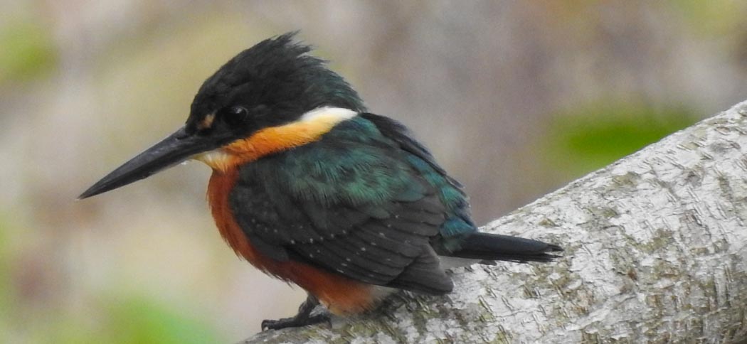 2-20200728Martin_Pescador_Enana2_1050x484