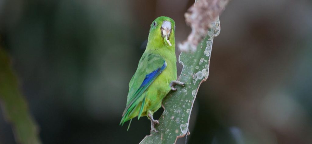 winged_parrotlet