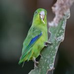 winged_parrotlet