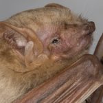2-lasiurus_ega