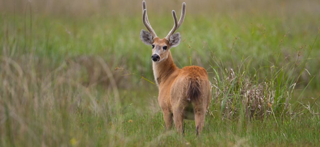 2-marsh_deer