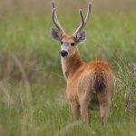 2-marsh_deer