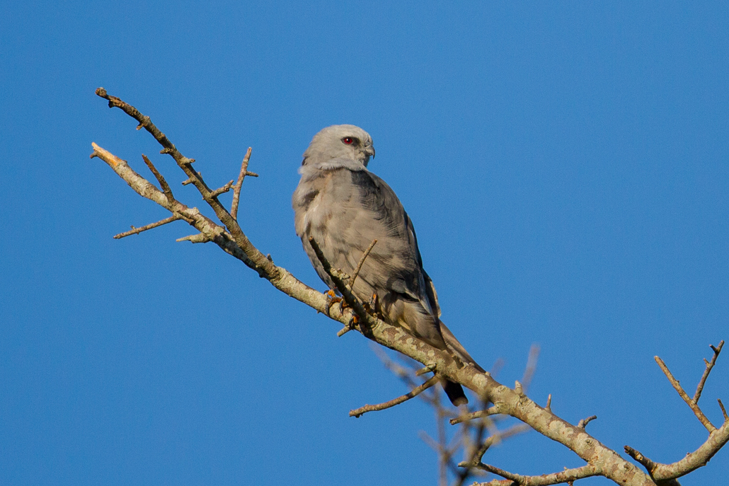 2-plumbeous_kite