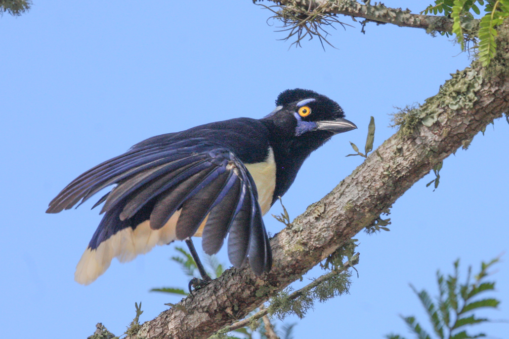 2-plush-crested_jay