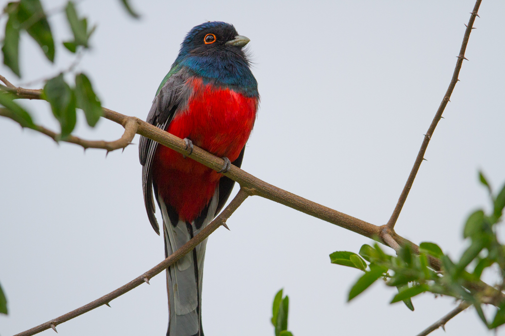 2-surucua_trogon