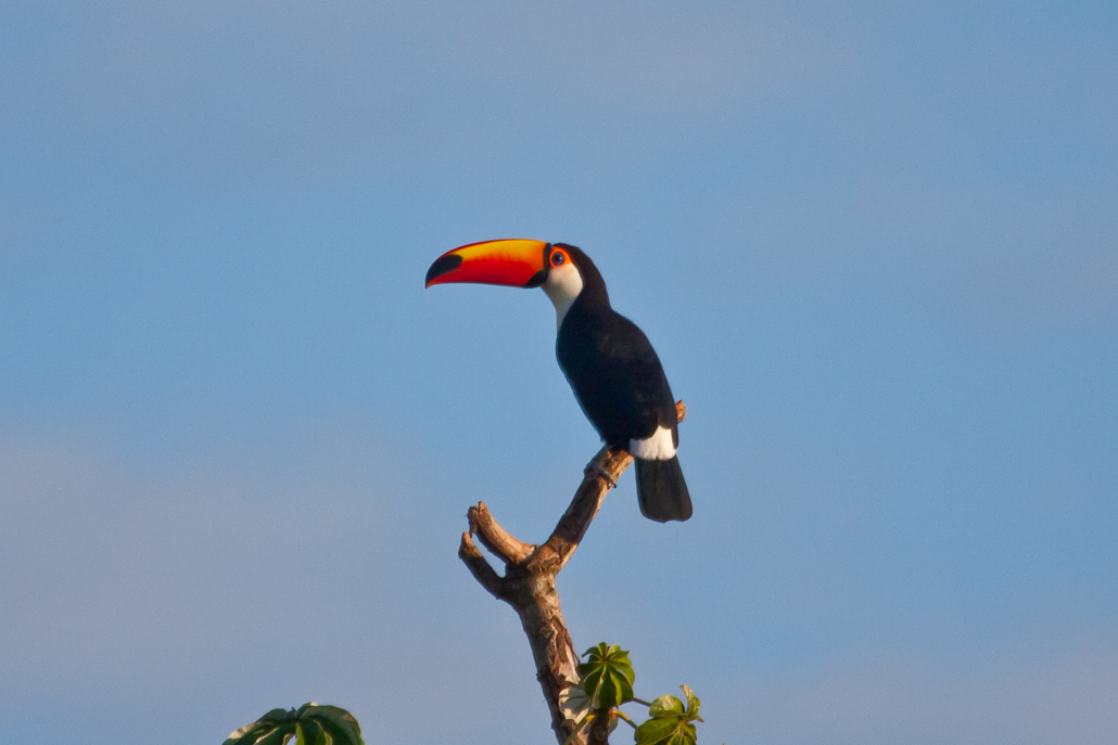 2-toco_toucan
