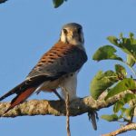 20090322American_Kestrel