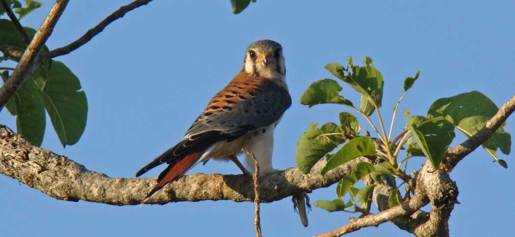 20090322American_Kestrel