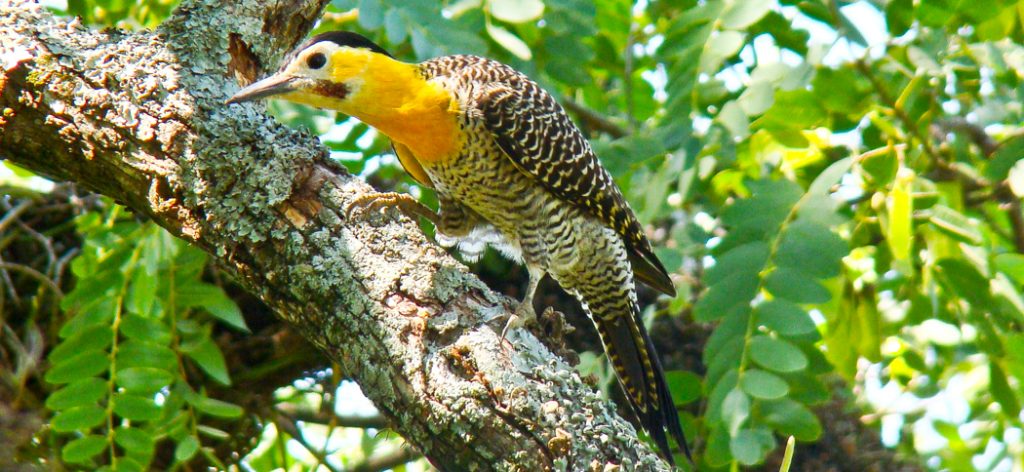 20090322field_flicker