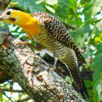 20090322field_flicker