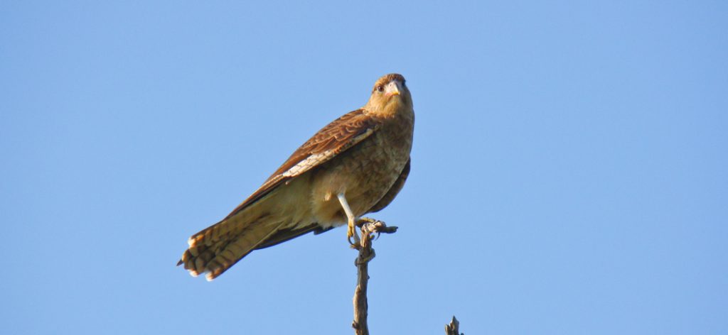 20090325chimango_caracara