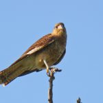 20090325chimango_caracara