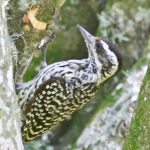 20091031checkered_woodpecker2