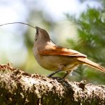 20091227Bay-winged_Cowbird