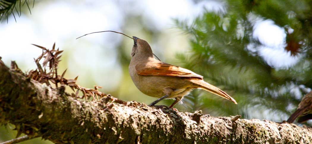 20091227Bay-winged_Cowbird