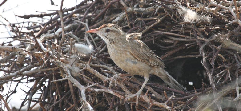 20100919firewood_gatherer