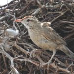 20100919firewood_gatherer