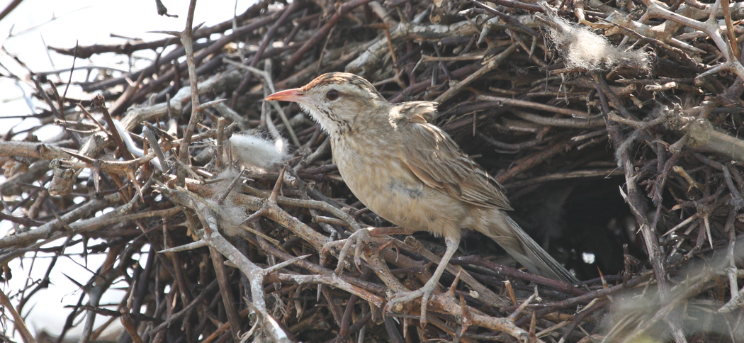 20100919firewood_gatherer
