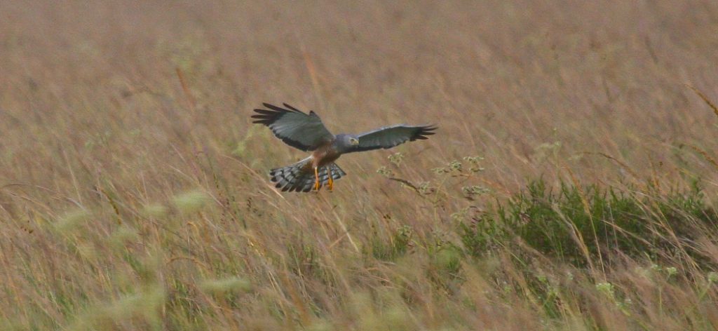 20101208cinereous_harrier