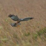 20101208cinereous_harrier