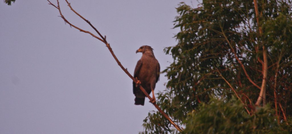 20101208crowned_eagle