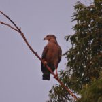 20101208crowned_eagle