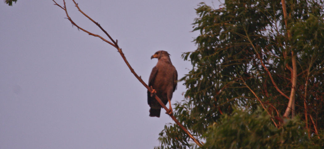 20101208crowned_eagle