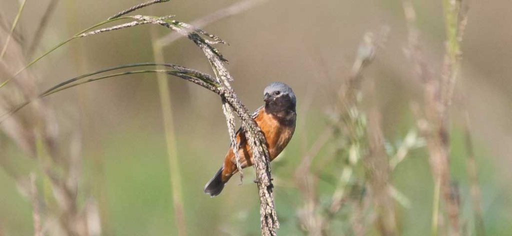 20111030dark-throated_seedeater (1)