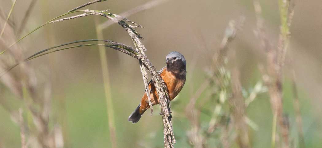 20111030dark-throated_seedeater (1)