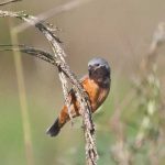 20111030dark-throated_seedeater