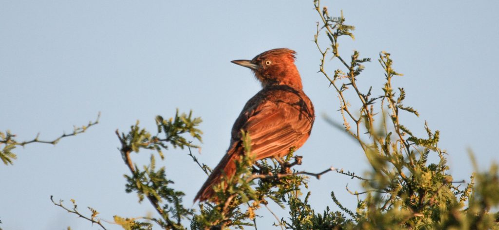 20111118brown_cacholote