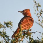 20111118brown_cacholote