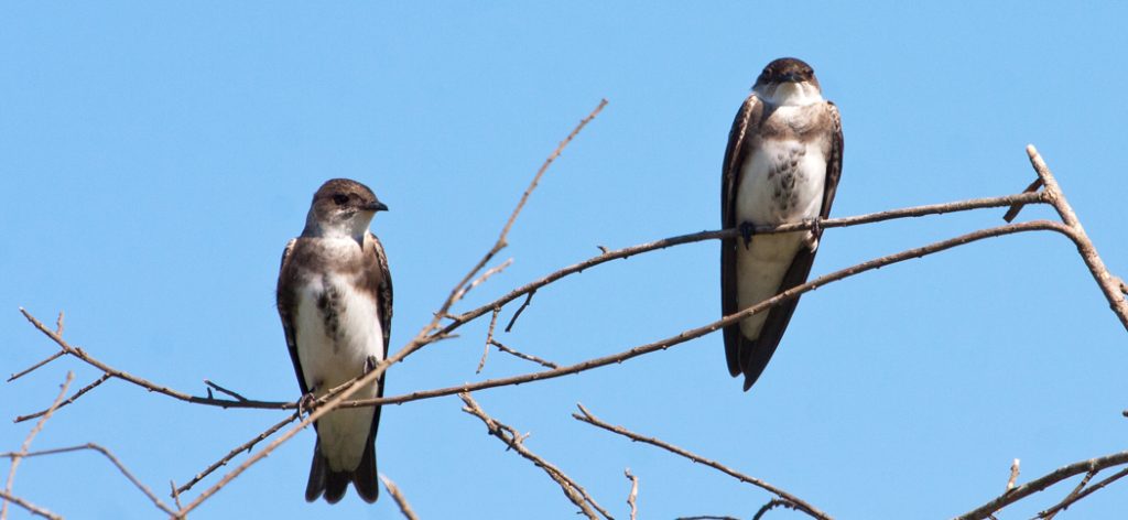 20111119brown-chested_martin