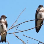 20111119brown-chested_martin