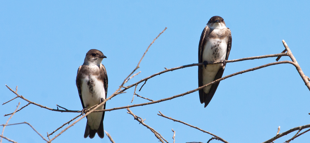 20111119brown-chested_martin