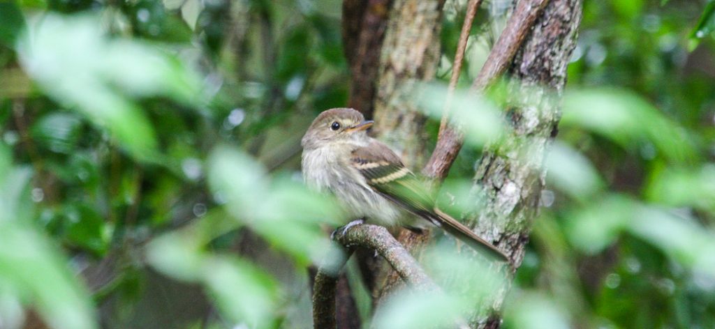 20111120eulers_flycatcher