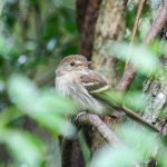 20111120eulers_flycatcher