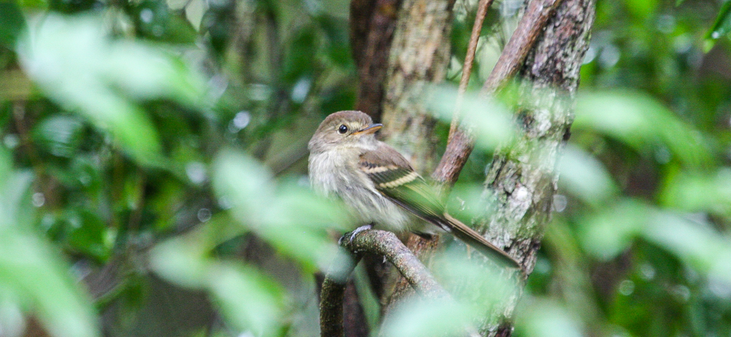 20111120eulers_flycatcher