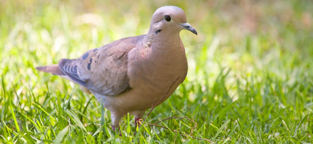 20120102eared_dove