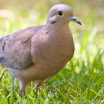 20120102eared_dove