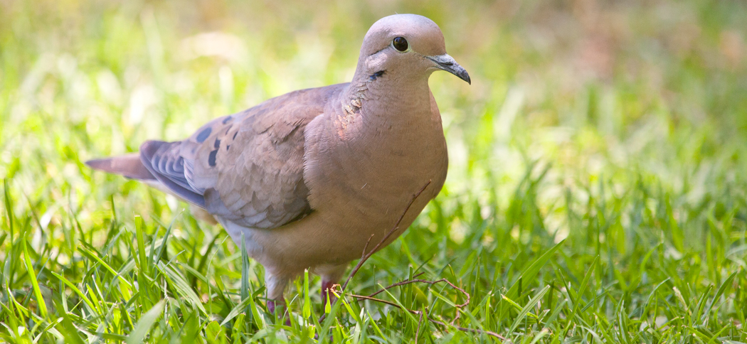 20120102eared_dove