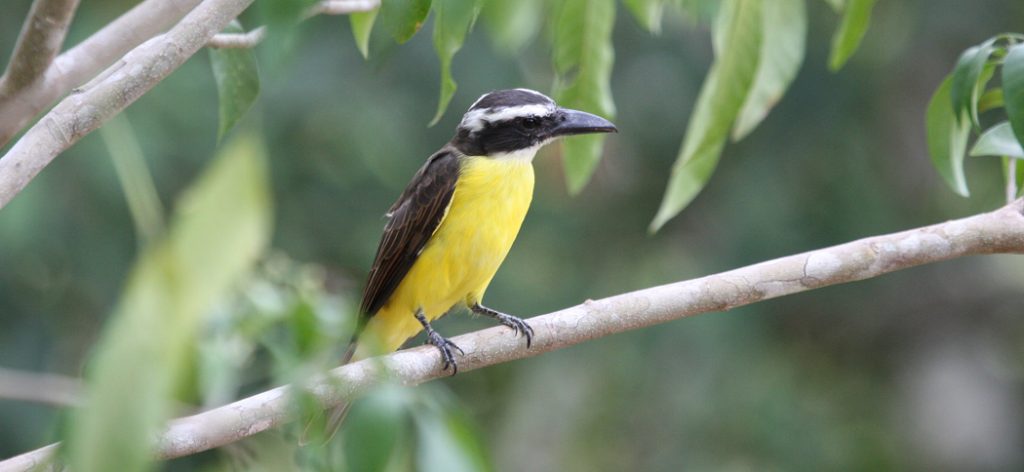 20120321boat-billed_flycatcher