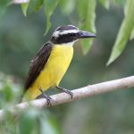 20120321boat-billed_flycatcher