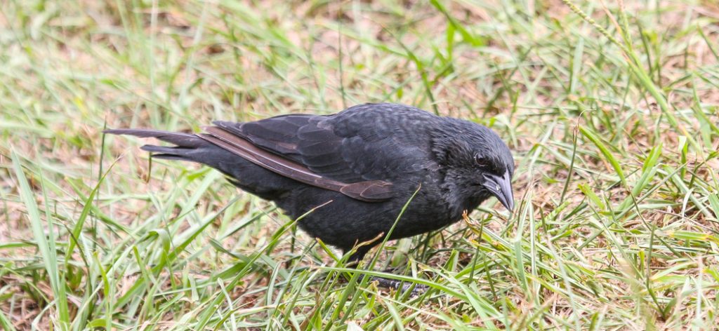 20120321chopi_blackbird