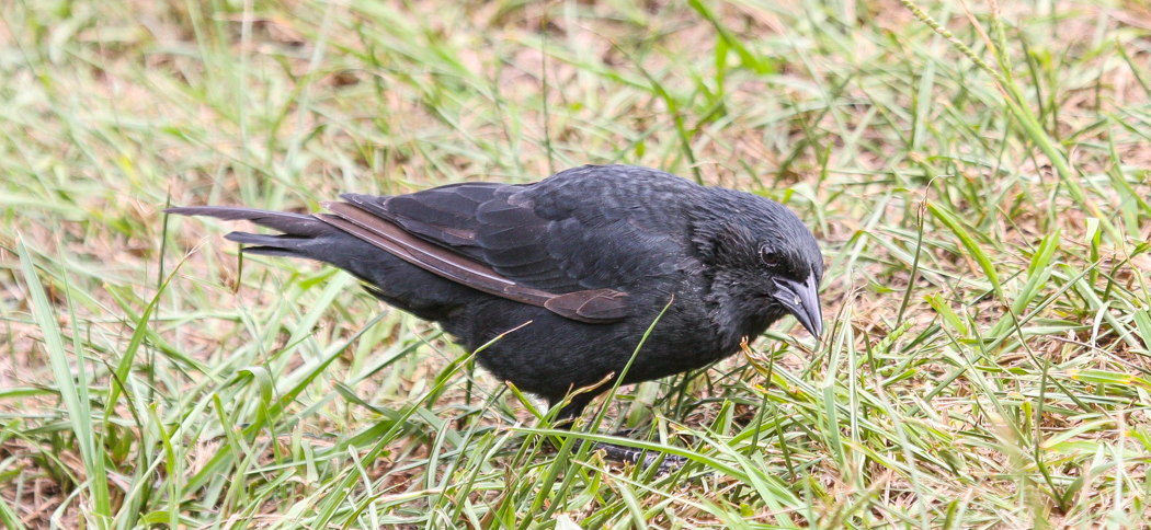20120321chopi_blackbird