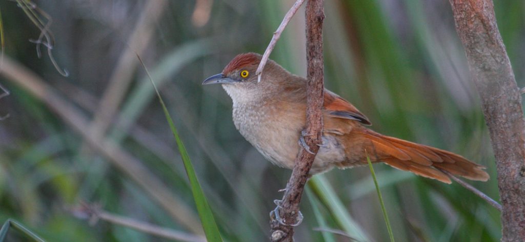20120601freckle-breasted_thornbird