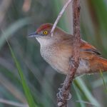 20120601freckle-breasted_thornbird