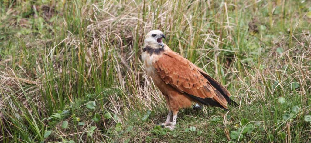 20120603black-collared_hawk