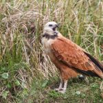 20120603black-collared_hawk